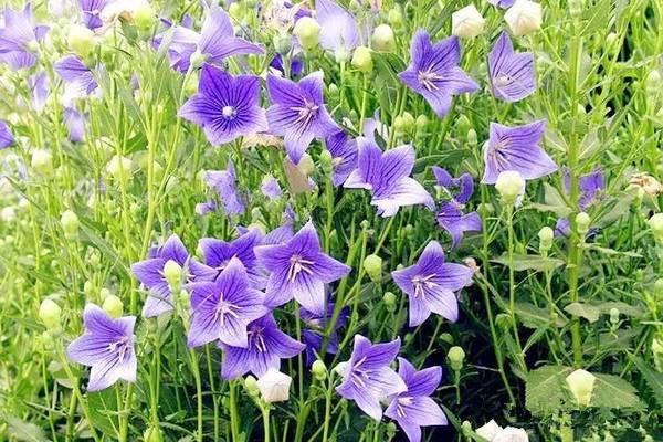 桔梗的花期 桔梗的花期