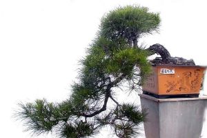 花啥钱买花！路边捡个种子就能种出绝美的盆栽 - 百花海