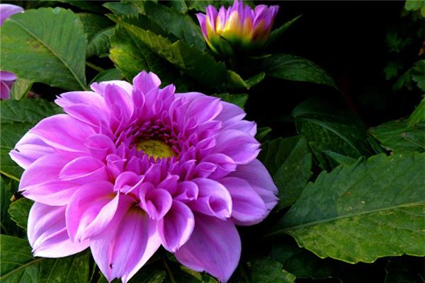 西番莲的花语和传说 西番莲的花语和传说