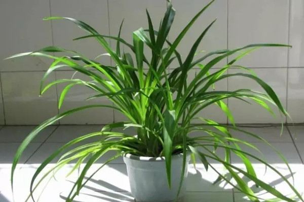 植物怕冷,只知道抱进室内就完了? 植物怕冷,只知道抱进室内就完了?