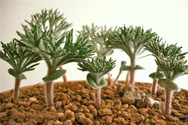 多肉植物雾冰玉怎么养 多肉植物雾冰玉怎么养