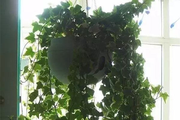 养花大神的家都长这样,植物窗帘美到没朋友 养花大神的家都长这样,植物窗帘美到没朋友