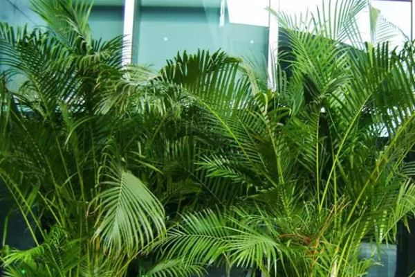 暖气空调房太干燥,种几盆加湿植物吧 暖气空调房太干燥,种几盆加湿植物吧
