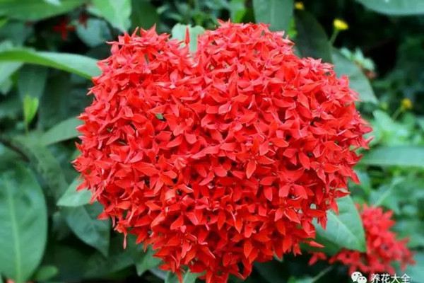 红红火火好运来,这6种花你一定要有1盆! 红红火火好运来,这6种花你一定要有1盆!