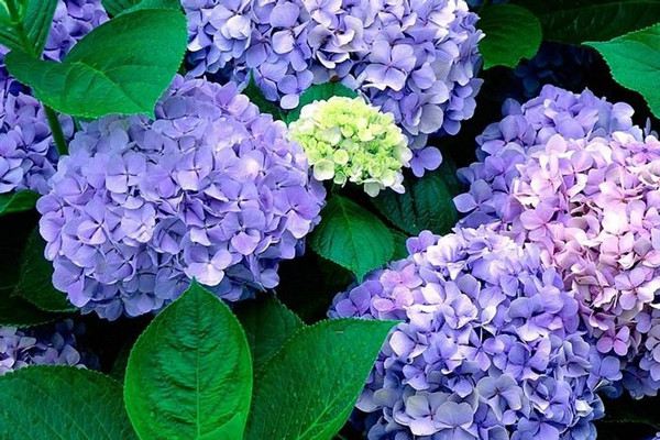 室内养花风水禁忌大全!不看吃大亏了 室内养花风水禁忌大全!不看吃大亏了