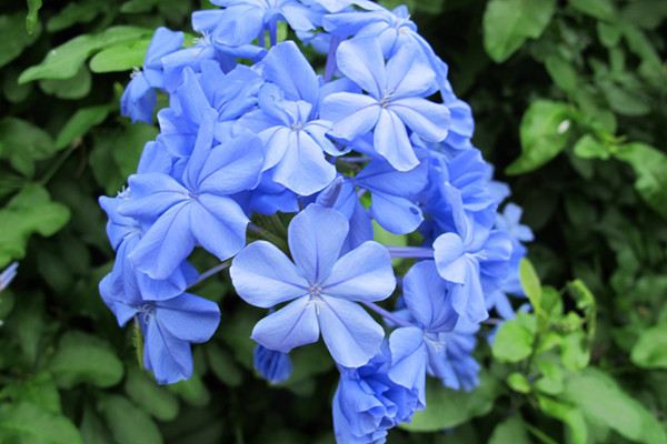 蓝花丹的病虫害及其防治 蓝花丹的病虫害及其防治