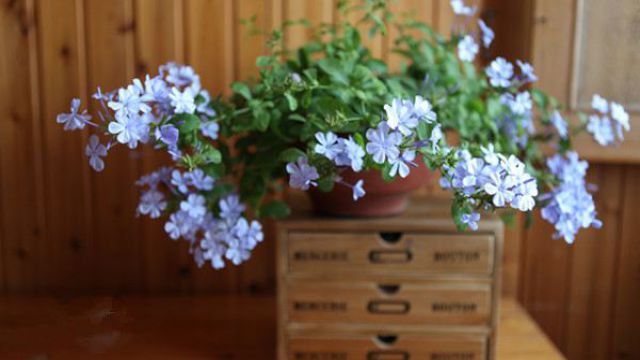 蓝花丹怎么修剪 蓝花丹怎么修剪