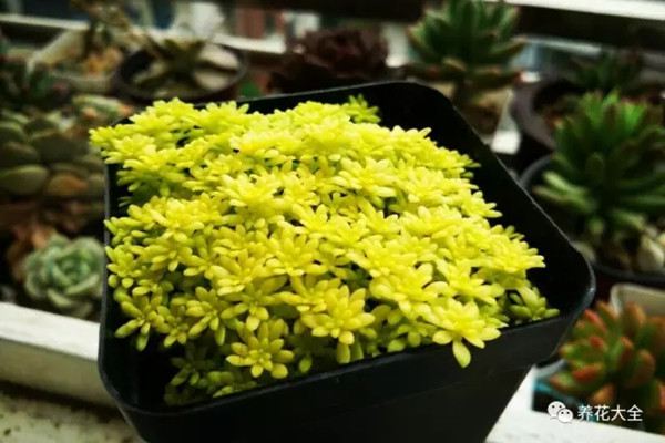 你家植物长疯了,这未必是什么好事 你家植物长疯了,这未必是什么好事
