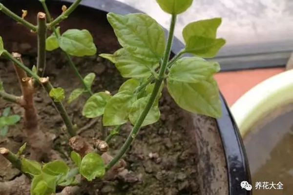 揭秘栀子、茉莉黄叶原因,四季常绿不是梦! 揭秘栀子、茉莉黄叶原因,四季常绿不是梦!