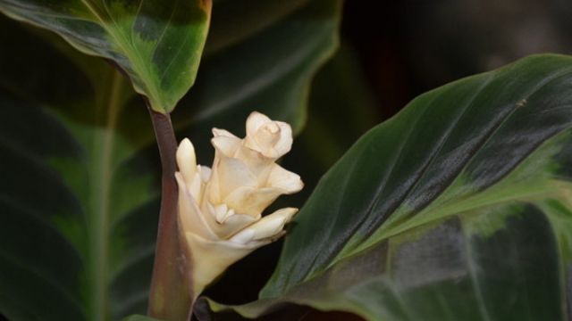 天鹅绒竹芋焦边卷叶怎么回事 天鹅绒竹芋焦边卷叶怎么回事