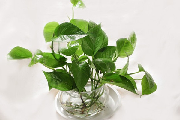 为啥你的水培发黄烂根,她的却枝繁叶茂 为啥你的水培发黄烂根,她的却枝繁叶茂