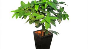 平安树是怎么施肥