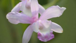 石斛兰怎么繁殖