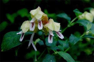 金苞花和虾衣花的区别