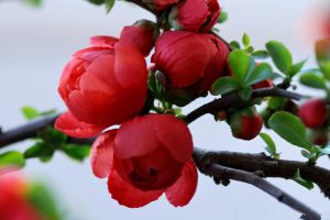 贴梗海棠的花期调控 - 百花海
