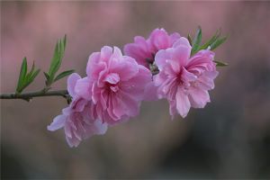 碧桃怎么繁殖