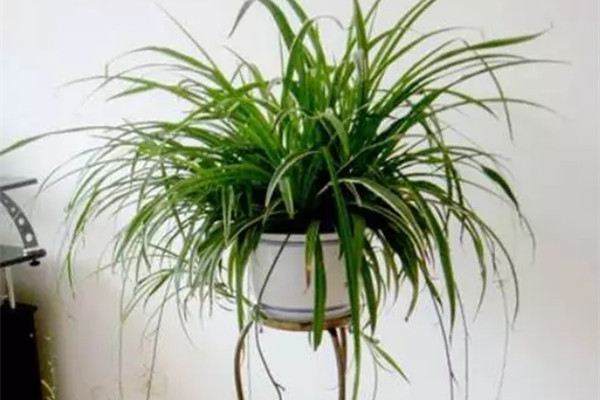 你的花黄叶落叶长不大,就是根没养好! 你的花黄叶落叶长不大,就是根没养好!