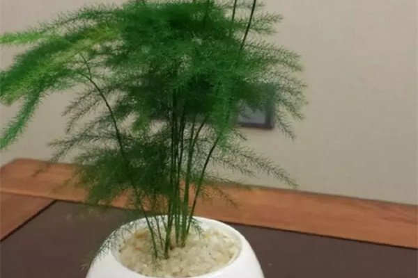 花养不养得好,要看它适不适合放在室内! 花养不养得好,要看它适不适合放在室内!