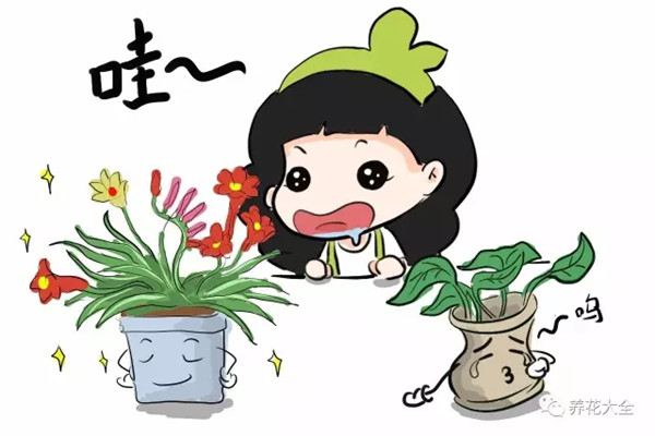 别只养绿萝吊兰,这些花美到天际,你不试试 别只养绿萝吊兰,这些花美到天际,你不试试