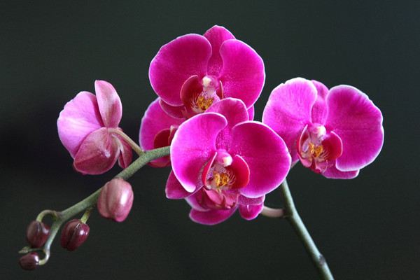 这些花开花竟然开出了小猫、小兔子、小蝴蝶,太激萌了 这些花开花竟然开出了小猫、小兔子、小蝴蝶,太激萌了