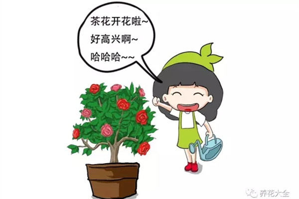 茶花养护大揭秘,过年买的茶花就这么养 茶花养护大揭秘,过年买的茶花就这么养
