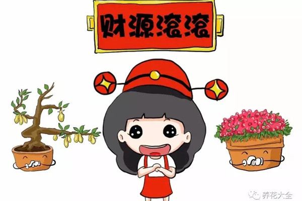 10种红火的观果植物,让你财源滚滚好运来 10种红火的观果植物,让你财源滚滚好运来