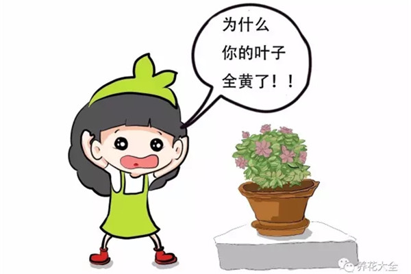 都要过年了,你家的花还发黄落叶,咋办 都要过年了,你家的花还发黄落叶,咋办