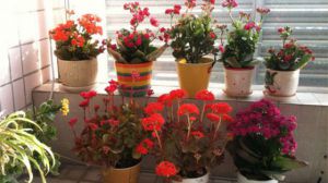 长寿花可以嫁接吗