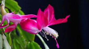 蟹爪兰不开花要怎么办