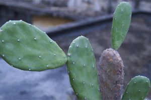 仙人掌类植物可以闷养吗