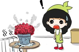 你随手一个小动作，就会把花害死