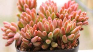 虹之玉怎么养可以红的漂亮