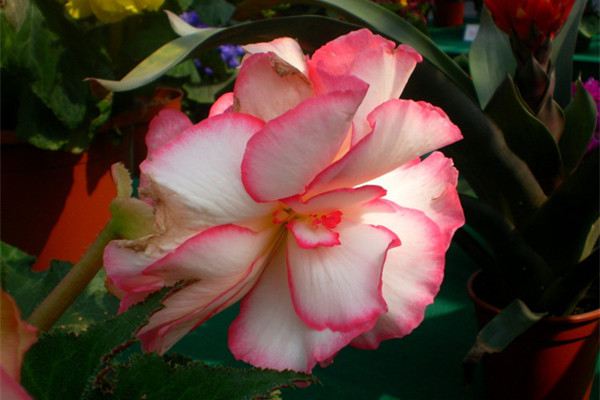 过年买的花这么养,3个月又能开爆 过年买的花这么养,3个月又能开爆