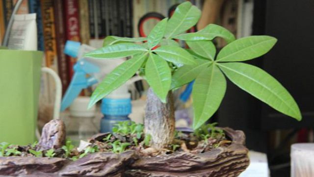 发财树叶黄萎蔫还下垂……一分钟教你解决 发财树叶黄萎蔫还下垂……一分钟教你解决