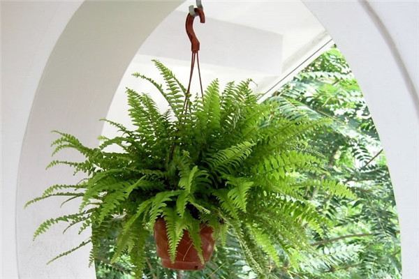 波斯顿蕨的功效和作用 波斯顿蕨的功效和作用