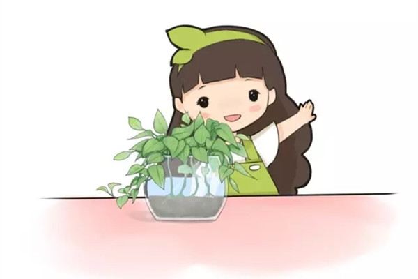 绿萝,半土半水后长疯了 绿萝,半土半水后长疯了