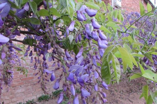 葛花图片欣赏 葛花图片欣赏