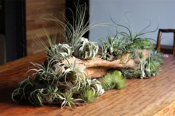 完全活在空气里的植物?直接放着根本不用管 完全活在空气里的植物?直接放着根本不用管