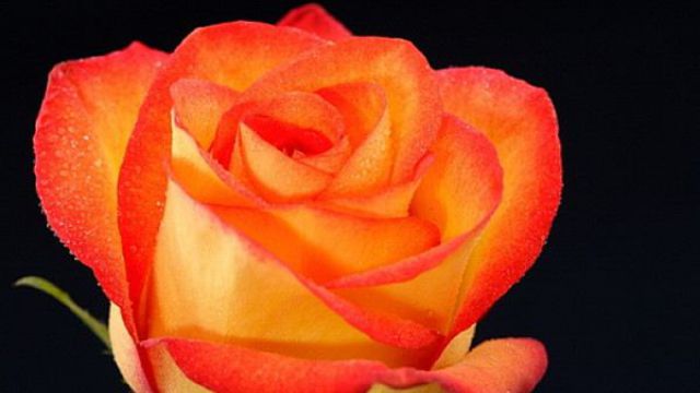 橙玫瑰花语 橙玫瑰花语