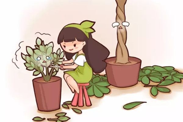 快死的花被她剪成秃子,一个月长疯了 快死的花被她剪成秃子,一个月长疯了