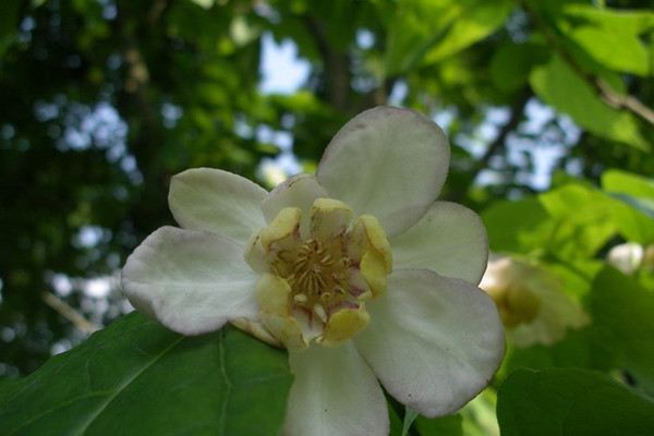 夏腊梅什么时候开花 夏腊梅什么时候开花