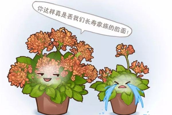 她的长寿花开满一大盆,你的却只开几朵,为啥 她的长寿花开满一大盆,你的却只开几朵,为啥