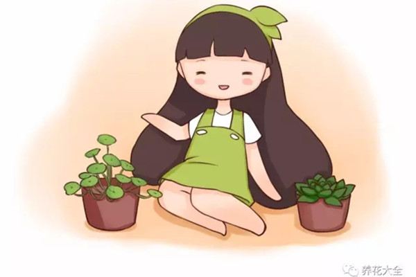 怎么折腾都不会死的花,你不来一盆 怎么折腾都不会死的花,你不来一盆
