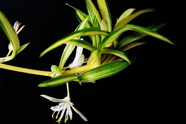 蛋壳加点醋,保你的花四季绿油油 蛋壳加点醋,保你的花四季绿油油