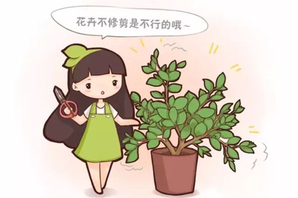 春天花卉这样剪,2个月后花满枝头 春天花卉这样剪,2个月后花满枝头