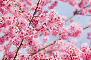 樱花开花后怎么养护