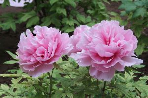 牡丹花的生长特性