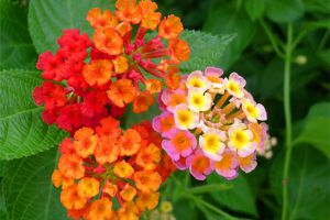 五色梅怎么养能多开花