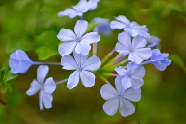 蓝花丹什么时候开花 蓝花丹什么时候开花