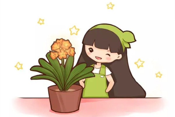 根都烂没的君子兰,我捡回家,半年后开花了 根都烂没的君子兰,我捡回家,半年后开花了